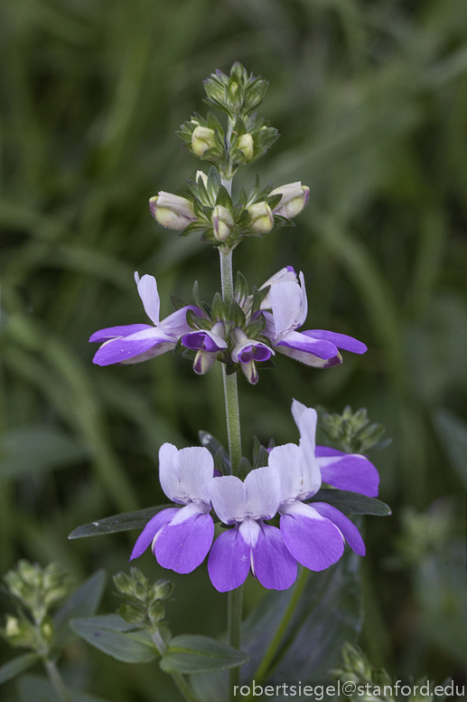 collinsia